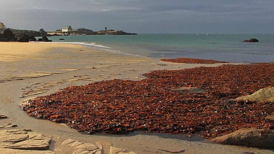 Dépôt de laminaires sur la plage