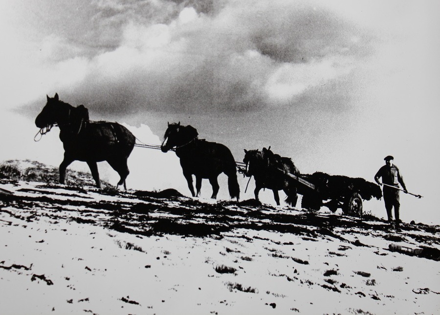 Un paysan de Kerdallé au rammassage du goémon d'épave sur la plage dans les années 1970
