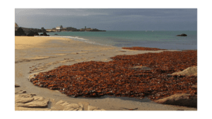 Dépôt de laminaires sur la plage