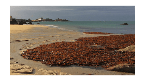 Dépôt de laminaires sur la plage