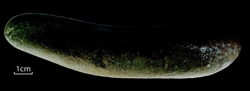 Meule pour broyer les aliments