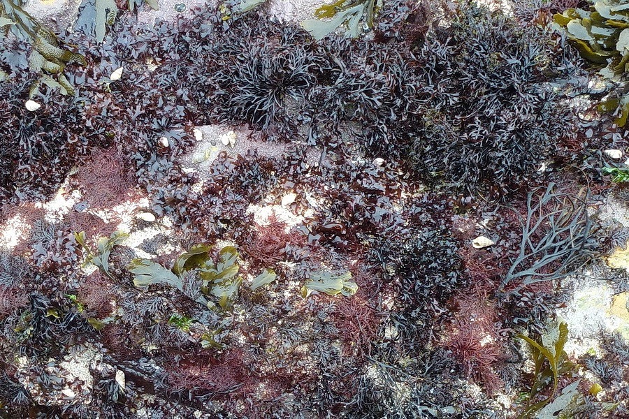 Algue alimentaire appelée Pioka