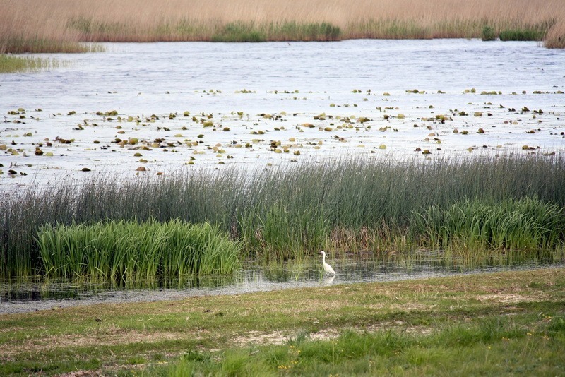 Loc'h Korziou (étang de Trévignon)