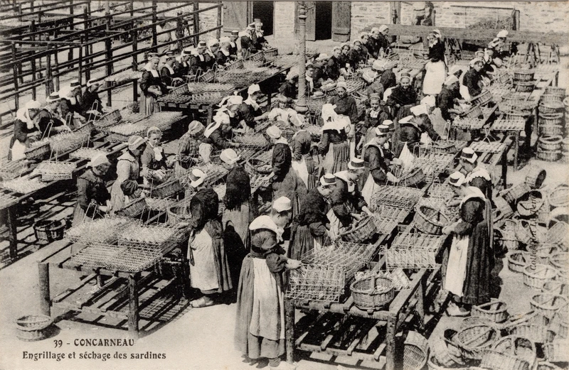 Sardinières au travail à Concarneau